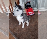 Small Photo #1 Siberian Husky Puppy For Sale in SYRACUSE, UT, USA