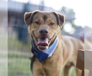 Labrador Retriever-Unknown Mix Dogs for adoption in San Antonio, TX, USA