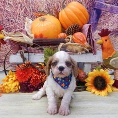 Medium Cavalier King Charles Spaniel