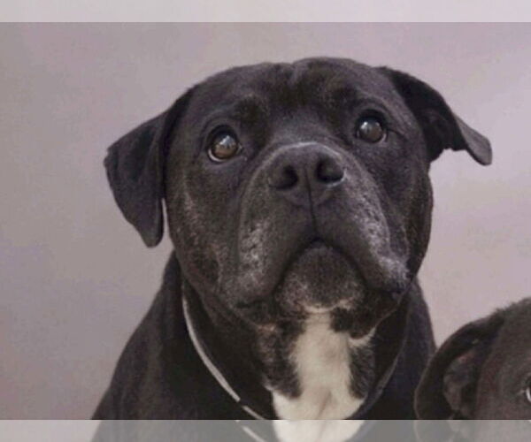 Medium Photo #1 Mastiff-Unknown Mix Puppy For Sale in Martinez, CA, USA