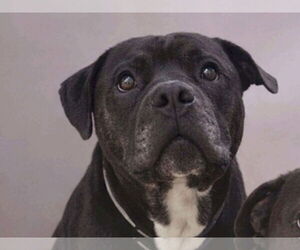 Mastiff-Unknown Mix Dogs for adoption in Martinez, CA, USA