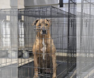 Hugh - Male Plott Hound-Unknown Mix Dog for Adoption - Photo #3
