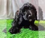 Puppy Blue Goldendoodle