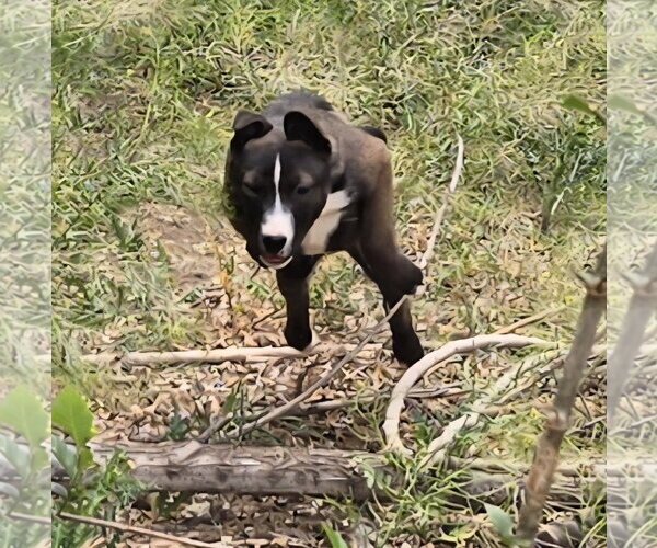 Medium Photo #2 Bull Terrier-Unknown Mix Puppy For Sale in Peralta, NM, USA
