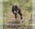 Small #1 Bull Terrier Mix
