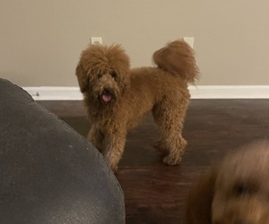Father of the Goldendoodle (Miniature) puppies born on 11/25/2022