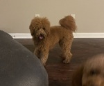 Small Photo #1 Goldendoodle (Miniature) Puppy For Sale in TALLAHASSEE, FL, USA