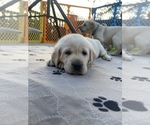 Small Photo #30 Labrador Retriever Puppy For Sale in CARMICHAEL, CA, USA