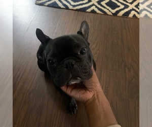 French Bulldog Puppy for sale in ATLANTA, GA, USA