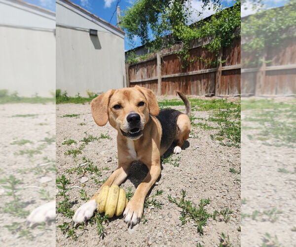 Medium Photo #2 Mutt Puppy For Sale in Evansville, IN, USA