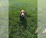 Small #7 Basset Hound