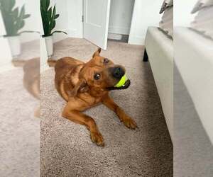 King - Male Chow Chow-Unknown Mix Dog for Adoption - Photo #3