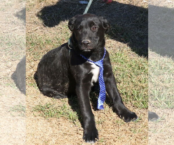 Medium Photo #3 Shepradors Puppy For Sale in Bandera, TX, USA