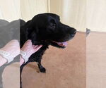 Small #3 Labrador Retriever Mix
