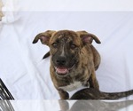 Small #2 Labrador Retriever-Plott Hound Mix