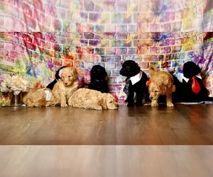 Goldendoodle Puppy for sale in LAKE MARY, FL, USA