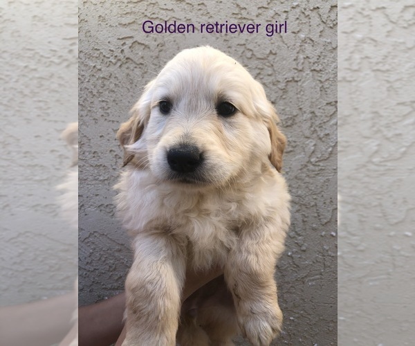 Medium Photo #4 Golden Retriever Puppy For Sale in BUCKS BAR, CA, USA