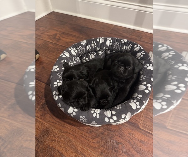 Medium Photo #1 Brussels Griffon Puppy For Sale in LOUISVILLE, KY, USA