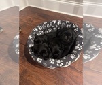 Small Brussels Griffon
