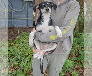 Ruffles - Female Siberian Husky-Unknown Mix Dog for Adoption - Photo #4
