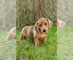 Puppy Claire Dachshund