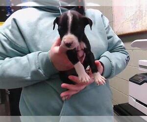 Texas Heeler-Unknown Mix Dogs for adoption in Tulsa, OK, USA