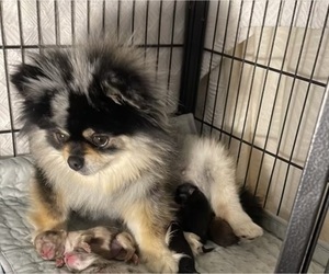 Mother of the Pomeranian puppies born on 05/31/2025