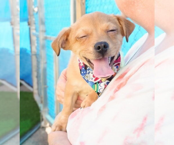 Medium Photo #5 Chihuahua-Unknown Mix Puppy For Sale in Phoenix, AZ, USA