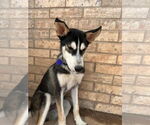 Small #2 Siberian Husky