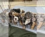Small Photo #9 Bulldog Puppy For Sale in PELLA, IA, USA