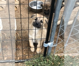 German Shepherd Dog-Mastiff Mix Puppy for Sale in MARTINSVILLE, Virginia USA