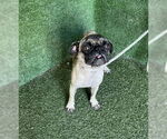 Small #1 Pug Mix