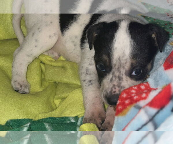 Medium Photo #19 American Bulldog-German Shepherd Dog Mix Puppy For Sale in Princeton, MN, USA