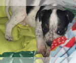 Small #18 American Bulldog-German Shepherd Dog Mix