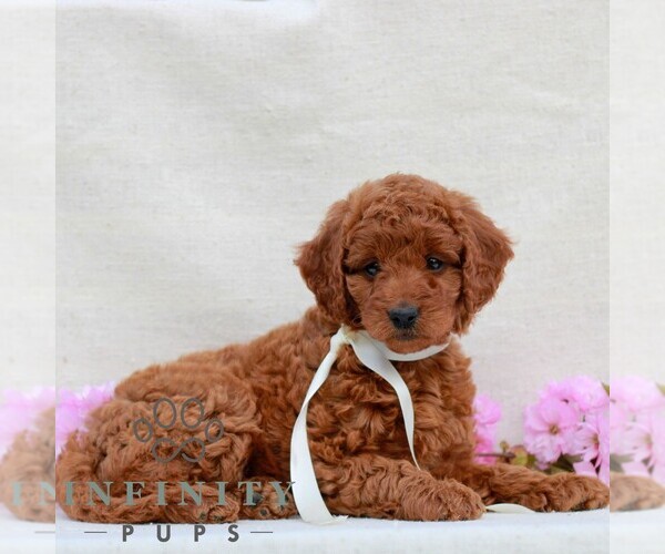 Medium Photo #1 Irish Doodle (Miniature) Puppy For Sale in NEWMANSTOWN, PA, USA