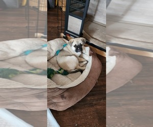Pug-Siberian Husky Mix Puppy for sale in MENIFEE, CA, USA
