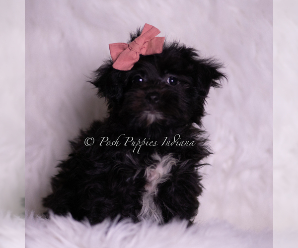 Medium Photo #1 Morkie Puppy For Sale in WARSAW, IN, USA