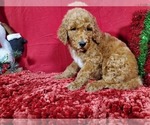 Small Photo #2 Poodle (Standard) Puppy For Sale in COLORADO SPRINGS, CO, USA
