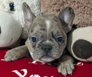 Medium Faux Frenchbo Bulldog