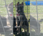 Puppy 4 German Shepherd Dog-Siberian Husky Mix
