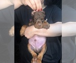 Puppy Puppy 6 Doberman Pinscher