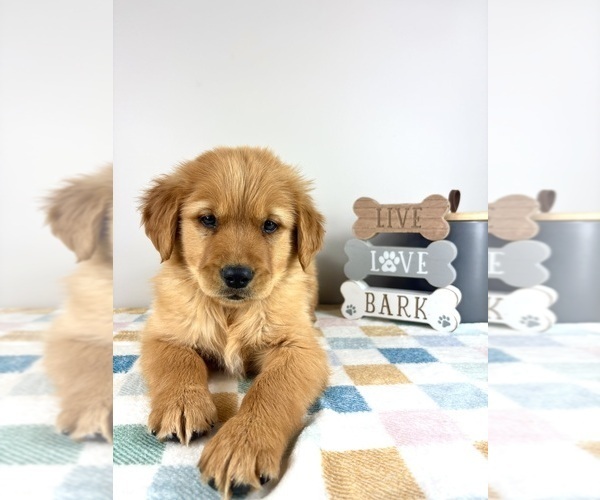 Medium Photo #8 Golden Retriever Puppy For Sale in INDIANAPOLIS, IN, USA