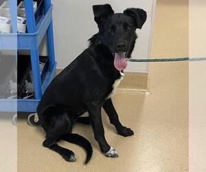 Border Collie-Unknown Mix Dogs for adoption in Placerville, CA, USA