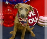 Small German Shepherd Dog Mix
