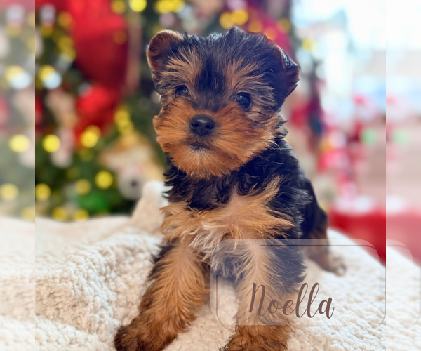 Medium Photo #2 Yorkshire Terrier Puppy For Sale in ADDISON, IL, USA