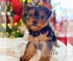 Small #1 Yorkshire Terrier