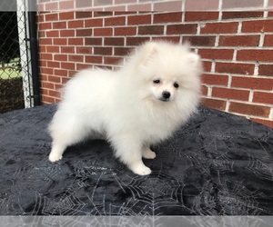 Pomeranian Puppy for sale in DAWSONVILLE, GA, USA