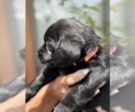 Small #20 Labrador Retriever