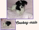 Puppy 4 Chihuahua-YorkiePoo Mix