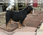 Small Photo #20 Olde English Bulldogge Puppy For Sale in CYNTHIANA, IN, USA